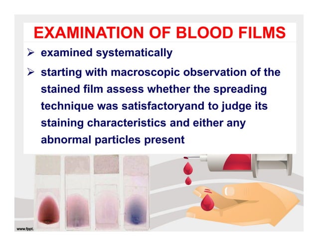 Blood film examination | PDF | Blood Disorders | Diseases and Conditions