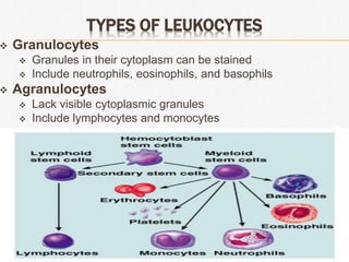 blood final copy.ppt