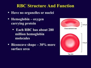 Blood formation and composition | PPT