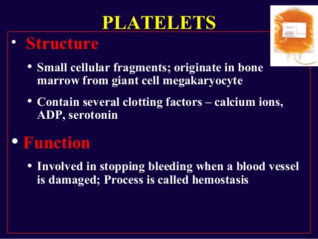 of yellow marrow bone composition and formation Blood composition