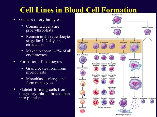of composition hemoglobin formation Blood composition and