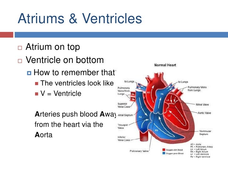Blood Flow Through The Heart