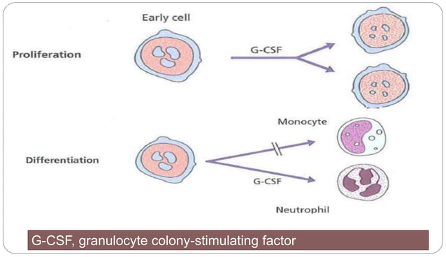Blood forming organs and Hematopoiesis.ppt