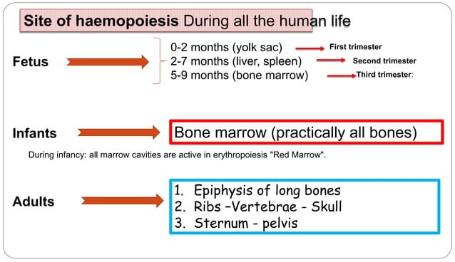 Blood forming organs and Hematopoiesis.ppt