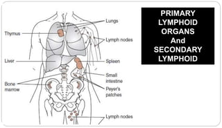 Blood forming organs and Hematopoiesis.ppt