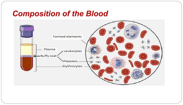 Blood forming organs and Hematopoiesis.ppt