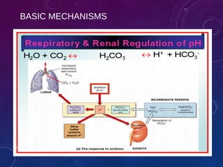 BASIC MECHANISMS 
ABG 2013 
 