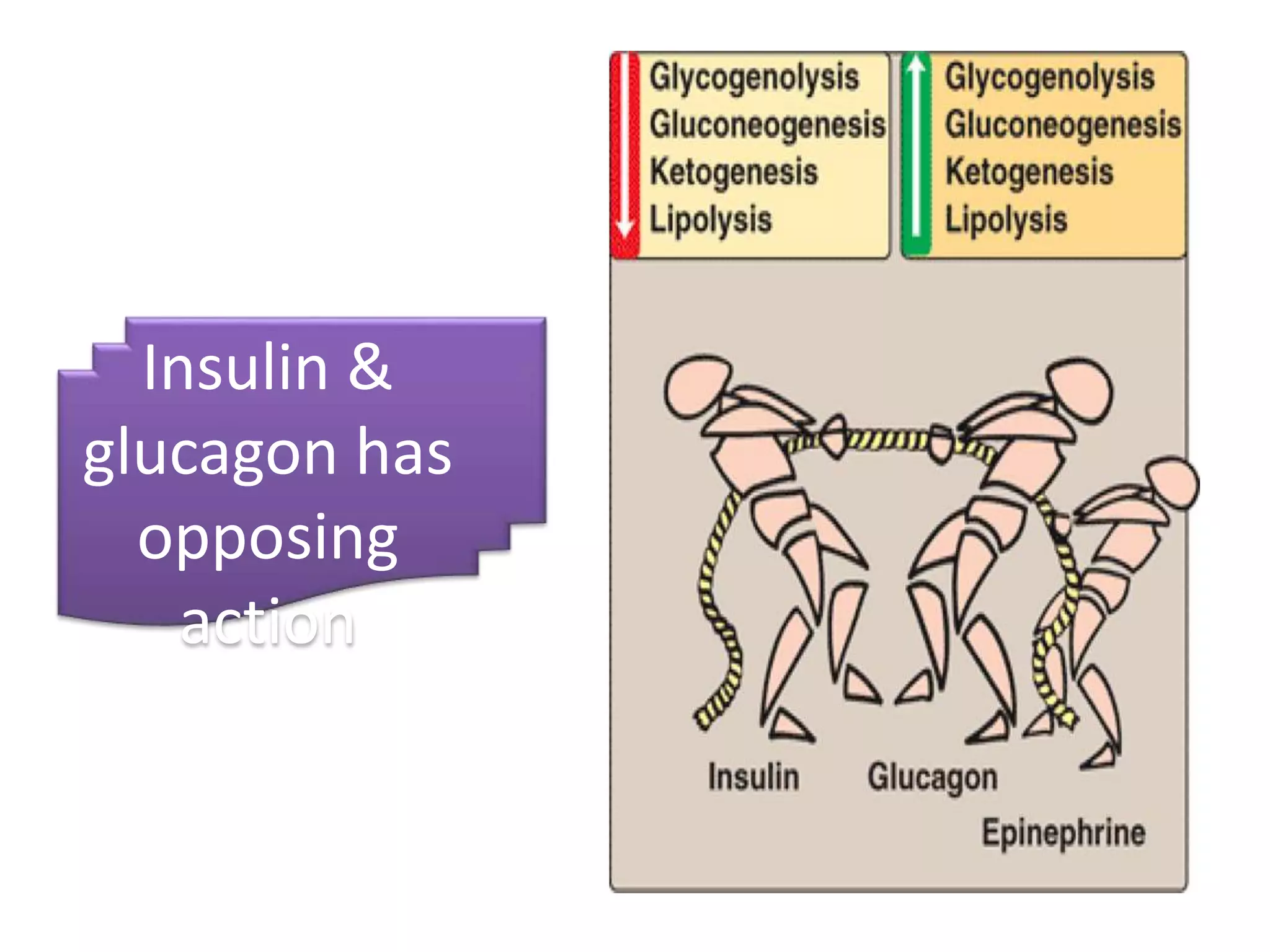 Blood glucose homeostasis | PPTX