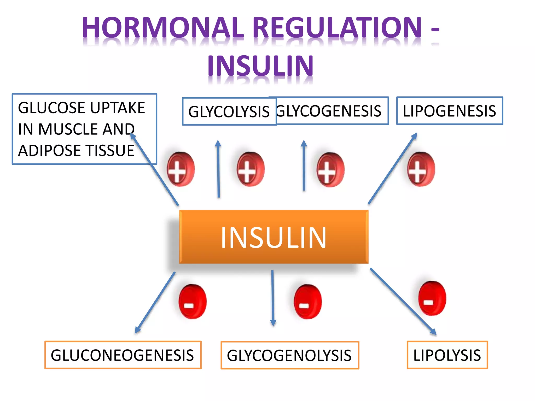 Blood glucose homeostasis | PPTX