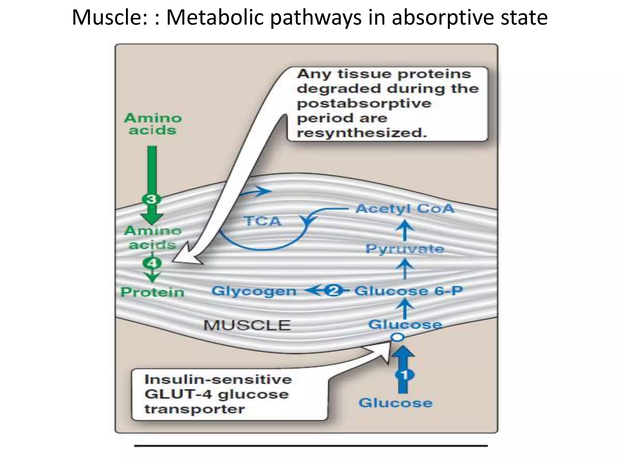 Blood glucose homeostasis | PPTX