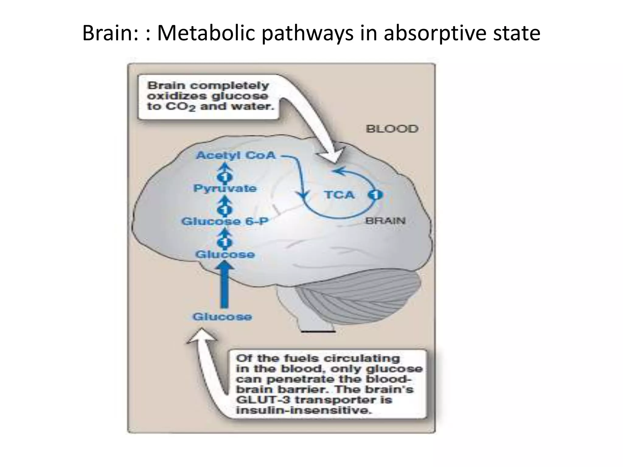 Blood glucose homeostasis | PPTX