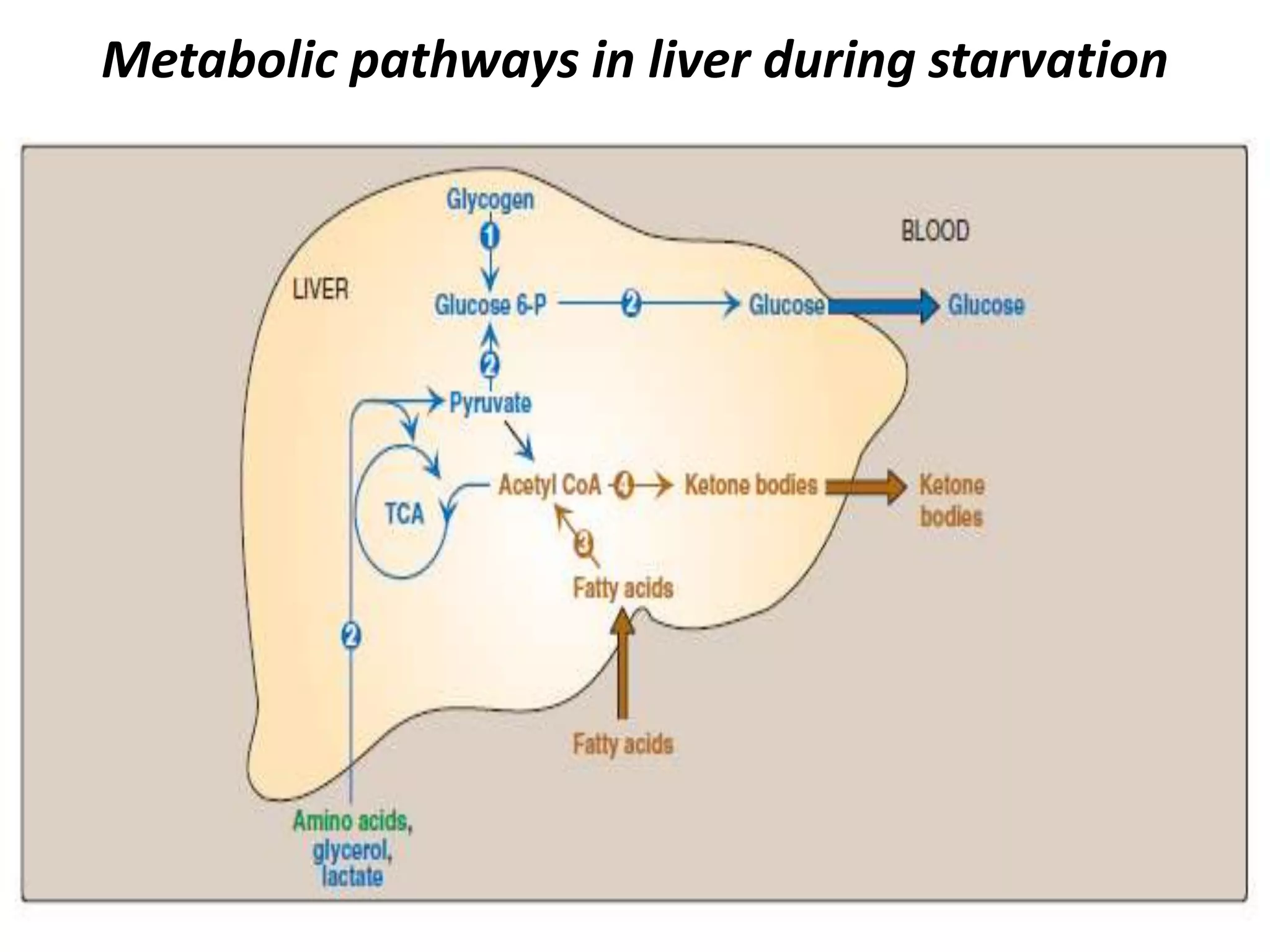 Blood glucose homeostasis | PPTX
