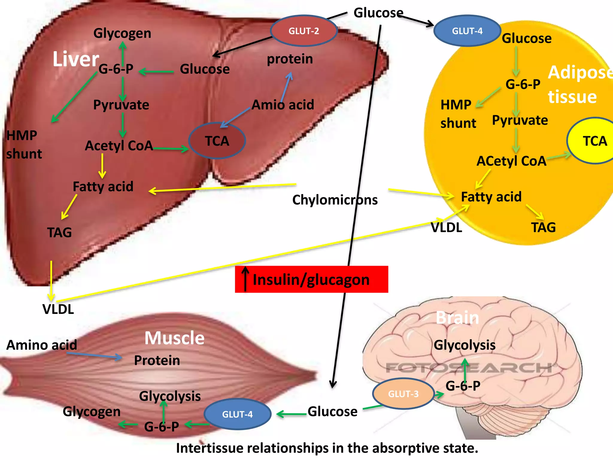 Blood glucose homeostasis | PPTX