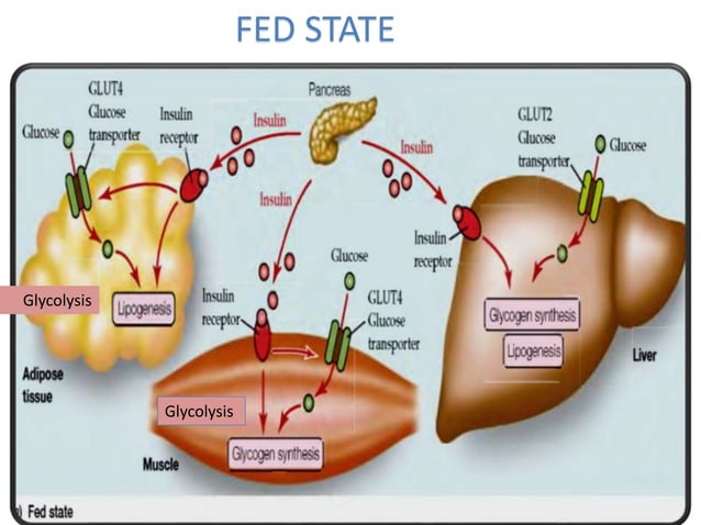 Blood glucose homeostasis | PPTX | Endocrine and Metabolic Diseases ...