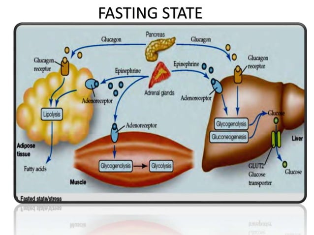 Blood glucose homeostasis | PPTX | Endocrine and Metabolic Diseases ...