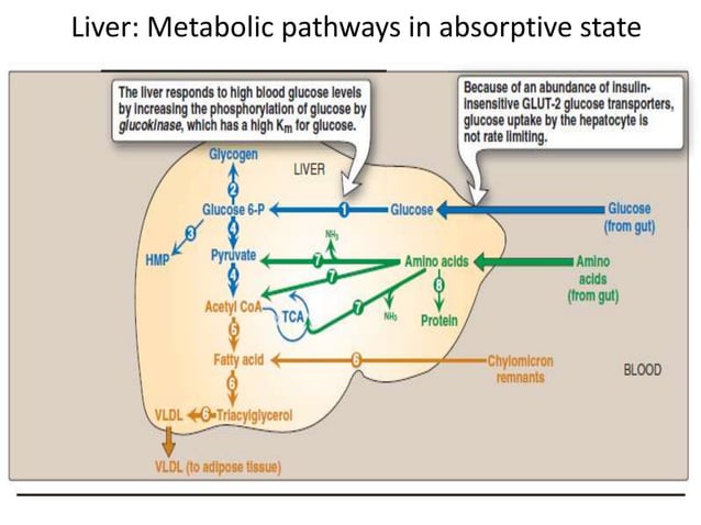 Blood glucose homeostasis | PPTX | Endocrine and Metabolic Diseases ...