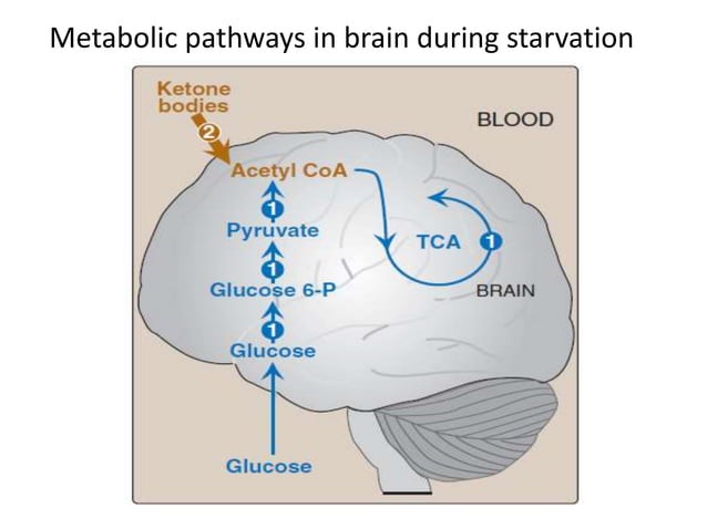 Blood glucose homeostasis | PPTX | Endocrine and Metabolic Diseases ...
