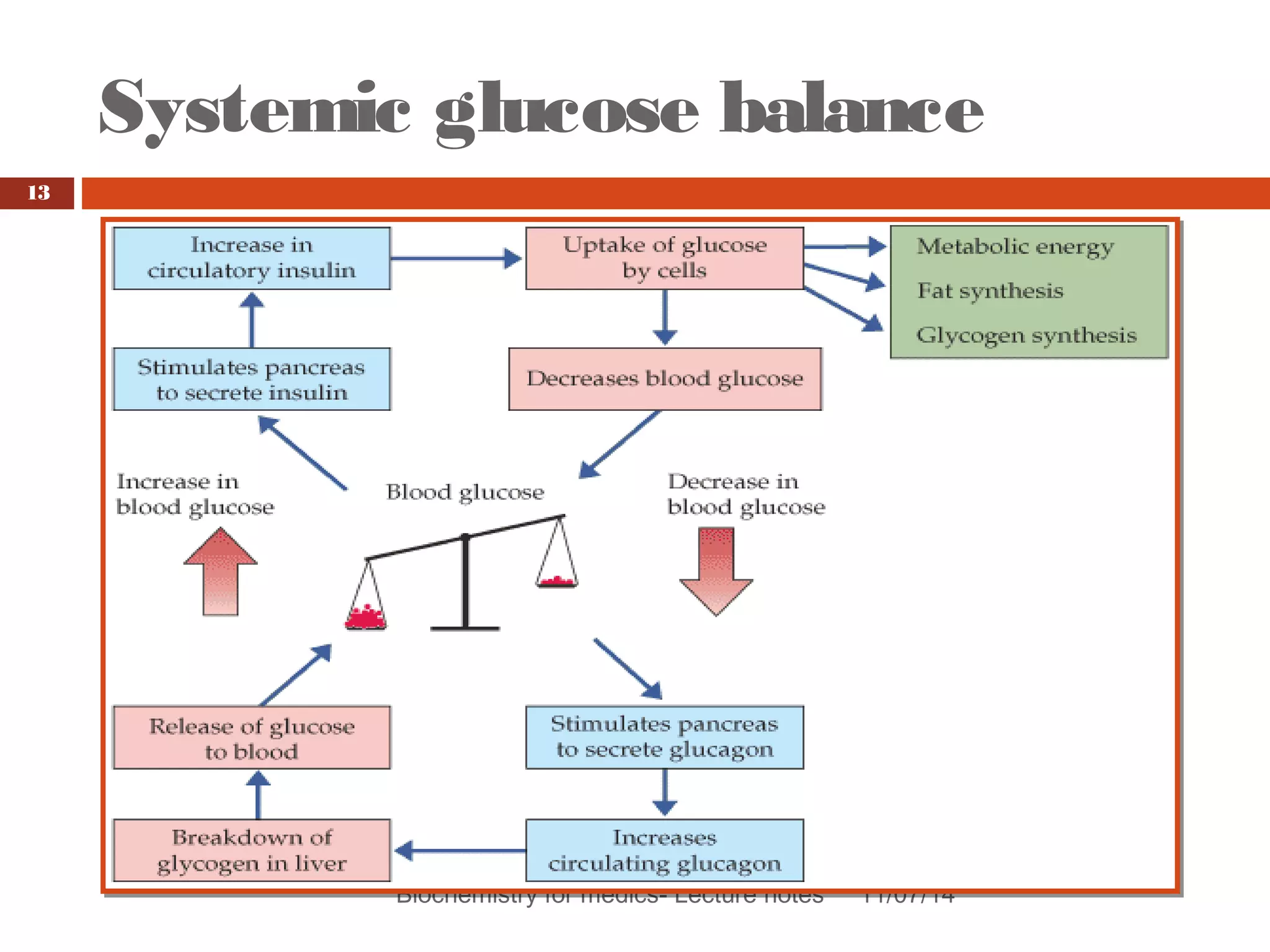 Systemic glucose balance 
Biochemistry for medics- Lecture notes 11/07/14 
13 
 