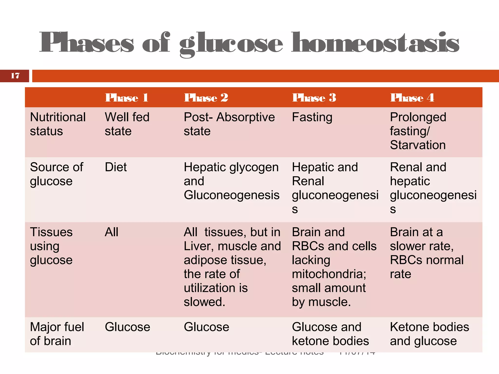 Phases of glucose homeostasis 
Biochemistry for medics- Lecture notes 11/07/14 
17 
Phase 1 Phase 2 Phase 3 Phase 4 
Nutritional 
status 
Well fed 
state 
Post- Absorptive 
state 
Fasting Prolonged 
fasting/ 
Starvation 
Source of 
glucose 
Diet Hepatic glycogen 
and 
Gluconeogenesis 
Hepatic and 
Renal 
gluconeogenesi 
s 
Renal and 
hepatic 
gluconeogenesi 
s 
Tissues 
using 
glucose 
All All tissues, but in 
Liver, muscle and 
adipose tissue, 
the rate of 
utilization is 
slowed. 
Brain and 
RBCs and cells 
lacking 
mitochondria; 
small amount 
by muscle. 
Brain at a 
slower rate, 
RBCs normal 
rate 
Major fuel 
of brain 
Glucose Glucose Glucose and 
ketone bodies 
Ketone bodies 
and glucose 
 
