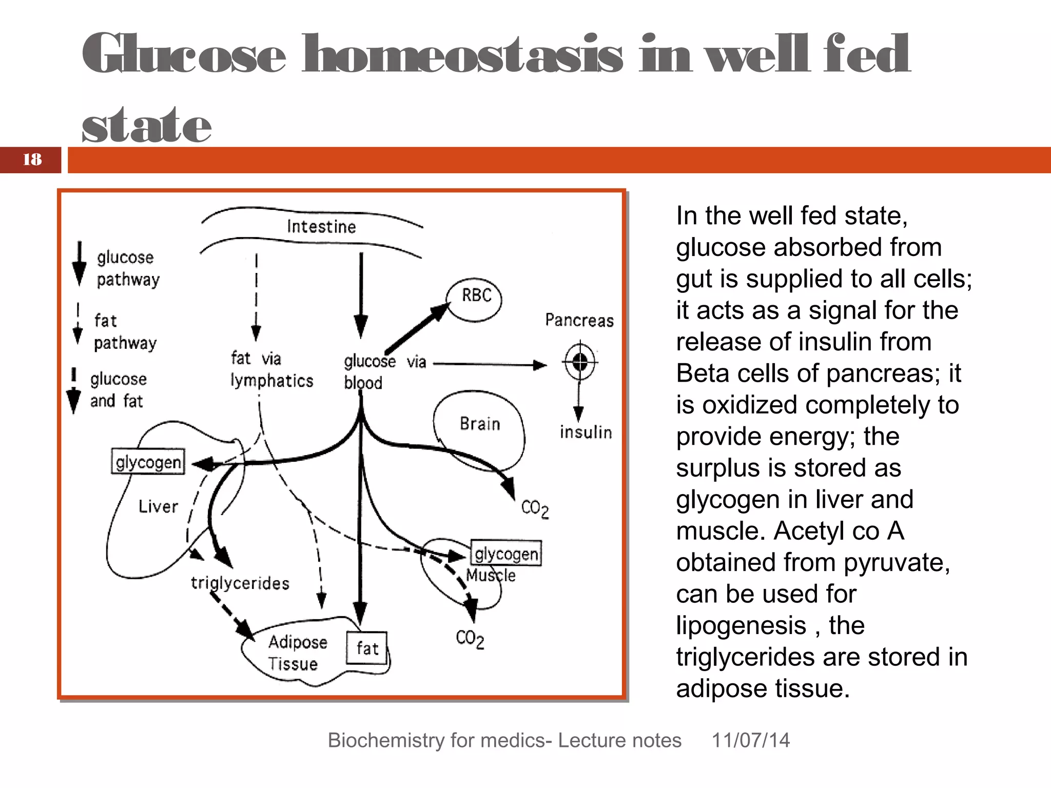 Glucose homeostasis in well fed 
state 
Biochemistry for medics- Lecture notes 11/07/14 
18 
In the well fed state, 
glucose absorbed from 
gut is supplied to all cells; 
it acts as a signal for the 
release of insulin from 
Beta cells of pancreas; it 
is oxidized completely to 
provide energy; the 
surplus is stored as 
glycogen in liver and 
muscle. Acetyl co A 
obtained from pyruvate, 
can be used for 
lipogenesis , the 
triglycerides are stored in 
adipose tissue. 
 