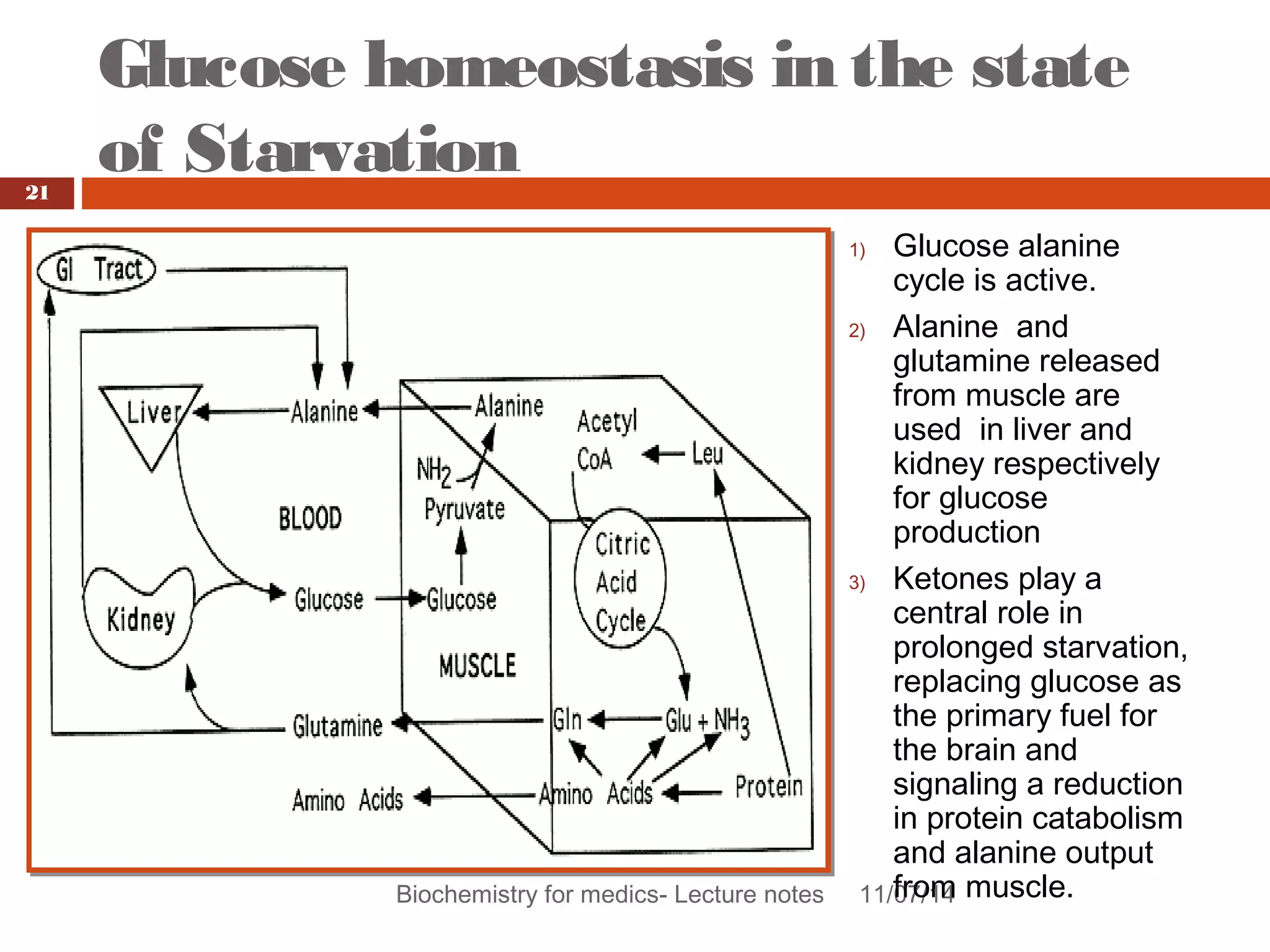 Glucose homeostasis in the state 
of Starvation 
Biochemistry for medics- Lecture notes 11/07/14 
21 
1) Glucose alanine 
cycle is active. 
2) Alanine and 
glutamine released 
from muscle are 
used in liver and 
kidney respectively 
for glucose 
production 
3) Ketones play a 
central role in 
prolonged starvation, 
replacing glucose as 
the primary fuel for 
the brain and 
signaling a reduction 
in protein catabolism 
and alanine output 
from muscle. 
 