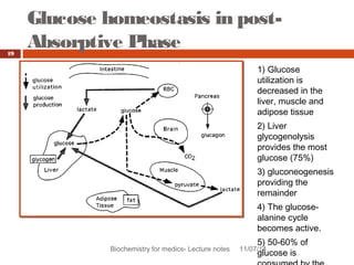 Glucose homeostasis in post- 
Absorptive Phase 
Biochemistry for medics- Lecture notes 11/07/14 
19 
1) Glucose 
utilization is 
decreased in the 
liver, muscle and 
adipose tissue 
2) Liver 
glycogenolysis 
provides the most 
glucose (75%) 
3) gluconeogenesis 
providing the 
remainder 
4) The glucose-alanine 
cycle 
becomes active. 
5) 50-60% of 
glucose is 
consumed by the 
 