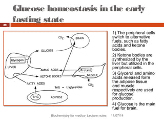 Glucose homeostasis in the early 
fasting state 
Biochemistry for medics- Lecture notes 11/07/14 
20 
1) The peripheral cells 
switch to alternative 
fuels, such as fatty 
acids and ketone 
bodies. 
2) Ketone bodies are 
synthesized by the 
liver but utilized in the 
peripheral cells. 
3) Glycerol and amino 
acids released form 
the adipose tissue 
and muscle 
respectively are used 
for glucose 
production. 
4) Glucose is the main 
fuel for brain. 
 