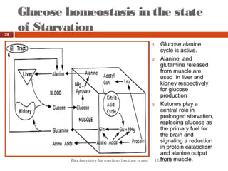 Glucose homeostasis in the state 
of Starvation 
Biochemistry for medics- Lecture notes 11/07/14 
21 
1) Glucose alanine 
cycle is active. 
2) Alanine and 
glutamine released 
from muscle are 
used in liver and 
kidney respectively 
for glucose 
production 
3) Ketones play a 
central role in 
prolonged starvation, 
replacing glucose as 
the primary fuel for 
the brain and 
signaling a reduction 
in protein catabolism 
and alanine output 
from muscle. 
 