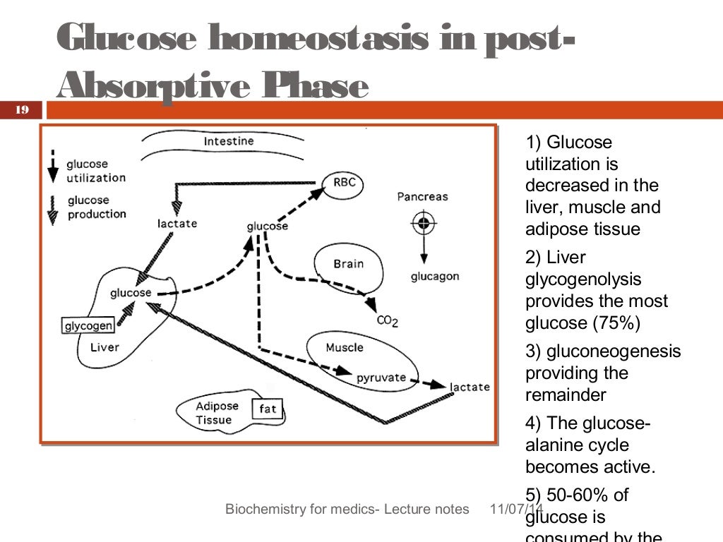 Blood glucose homeostasis revised