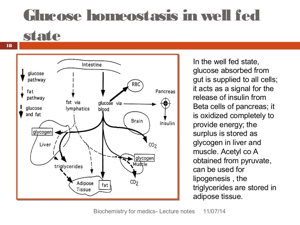 Blood glucose homeostasis revised
