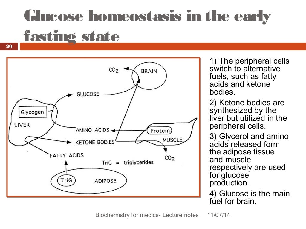 Blood glucose homeostasis revised