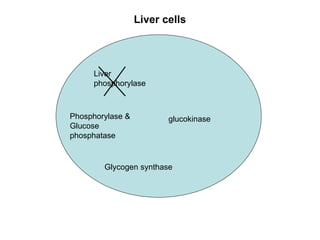 Liver phosphorylase glucokinase Glycogen synthase Liver cells Phosphorylase & Glucose phosphatase 