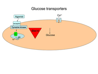 Glucose transporters ER Ca 2+ IP3 Glut 4 receptor Agonist Ca 2+ Glucose Tyrosine kinase 