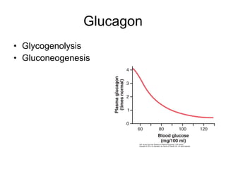 Glucagon Glycogenolysis Gluconeogenesis 