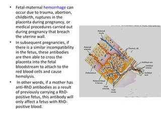 •   Fetal-maternal hemorrhage can
    occur due to trauma, abortion,
    childbirth, ruptures in the
    placenta during pregnancy, or
    medical procedures carried out
    during pregnancy that breach
    the uterine wall.
•   In subsequent pregnancies, if
    there is a similar incompatibility
    in the fetus, these antibodies
    are then able to cross the
    placenta into the fetal
    bloodstream to attach to the
    red blood cells and cause
    hemolysis.
•    In other words, if a mother has
    anti-RhD antibodies as a result
    of previously carrying a RhD-
    positive fetus, this antibody will
    only affect a fetus with RhD-
    positive blood.
 