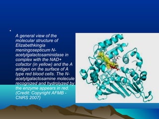 •
    A general view of the
    molecular structure of
    Elizabethkingia
    meningosepticum N-
    acetylgalactosaminidase in
    complex with the NAD+
    cofactor (in yellow) and the A
    antigen on the surface of A
    type red blood cells. The N-
    acetylgalactosamine molecule
    recognized and hydrolyzed by
    the enzyme appears in red.
    (Credit: Copyright AFMB -
    CNRS 2007)
 