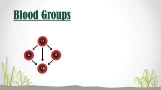 Blood Groups
 