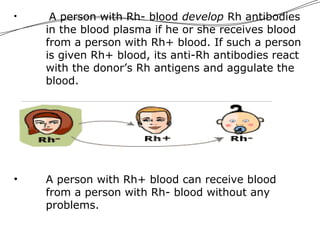 • A person with Rh- blood develop Rh antibodies
in the blood plasma if he or she receives blood
from a person with Rh+ blood. If such a person
is given Rh+ blood, its anti-Rh antibodies react
with the donor’s Rh antigens and aggulate the
blood.
• A person with Rh+ blood can receive blood
from a person with Rh- blood without any
problems.
 