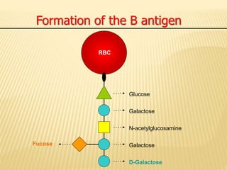 Formation of the B antigen
Glucose
Galactose
N-acetylglucosamine
Galactose
RBC
D-Galactose
Fucose
 