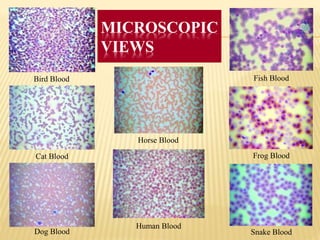 MICROSCOPIC
VIEWS
Bird Blood
Cat Blood
Dog Blood
Fish Blood
Frog Blood
Snake Blood
Human Blood
Horse Blood
 