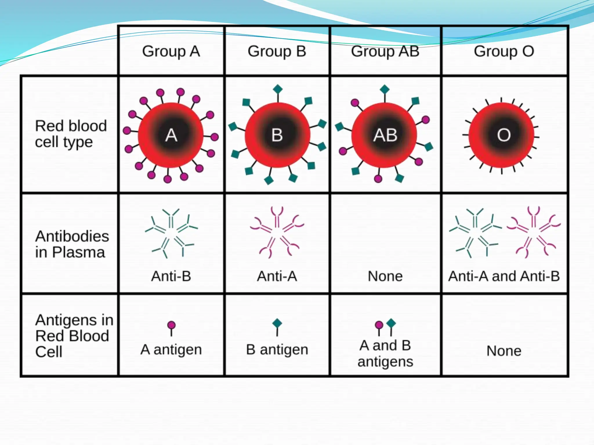 Blood groups and blood types Ass.Lec Hussein Hamid Al-hichamy | PPT