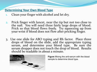 Blood groups and blood types Ass.Lec Hussein Hamid Al-hichamy | PPT