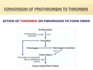 CONVERSION OF PROTHROMBIN TO THROMBIN
 