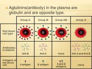  Aglutinins(antibody) in the plasma are
globulin and are opposite type.
 
