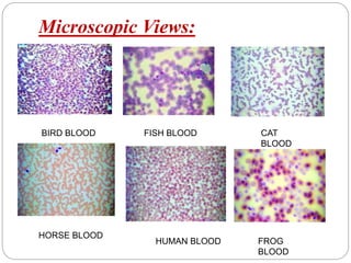 Blood group determination | PPTX