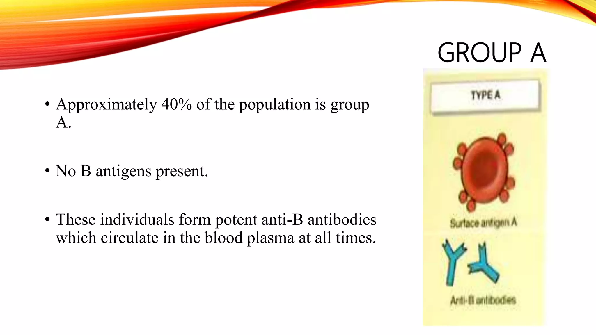 GROUP A
• Approximately 40% of the population is group
A.
• No B antigens present.
• These individuals form potent anti-B antibodies
which circulate in the blood plasma at all times.
 