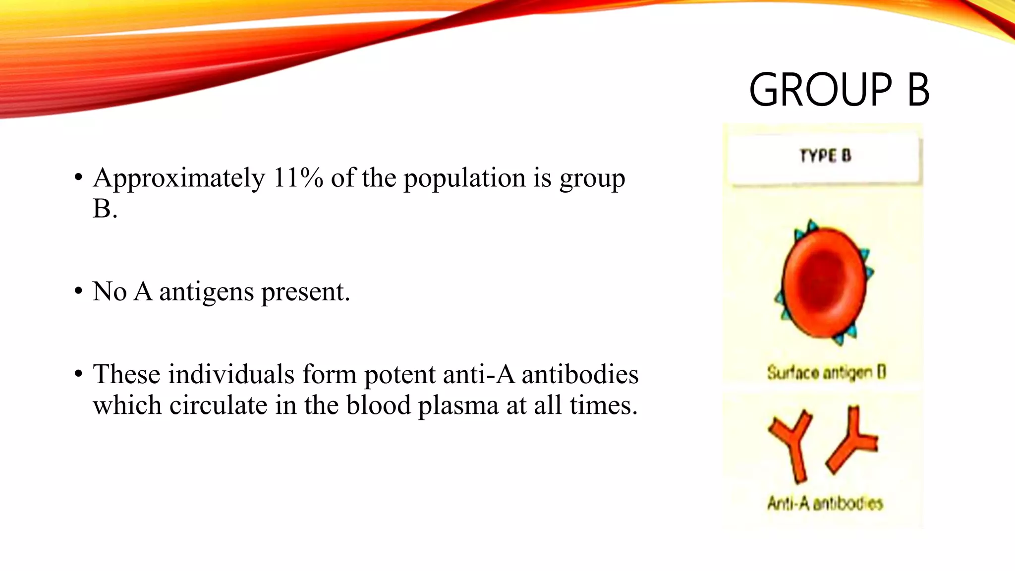 GROUP B
• Approximately 11% of the population is group
B.
• No A antigens present.
• These individuals form potent anti-A antibodies
which circulate in the blood plasma at all times.
 