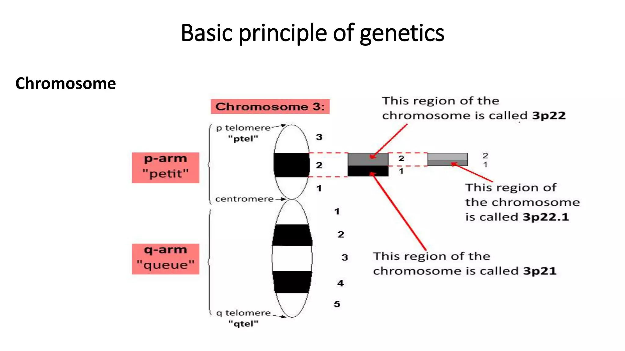 blood-group-genetics-ppt