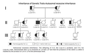 Inheritance of Genetic Traits-Autosomal recessive inheritance
 