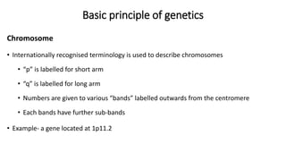 Basic principle of genetics
Chromosome
• Internationally recognised terminology is used to describe chromosomes
• “p” is labelled for short arm
• “q” is labelled for long arm
• Numbers are given to various “bands” labelled outwards from the centromere
• Each bands have further sub-bands
• Example- a gene located at 1p11.2
 